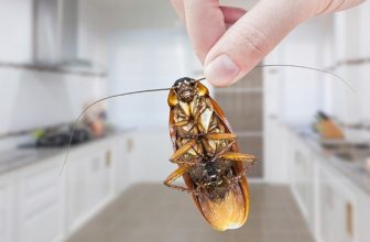 Spiritual Meaning of Cockroach Crawling on You