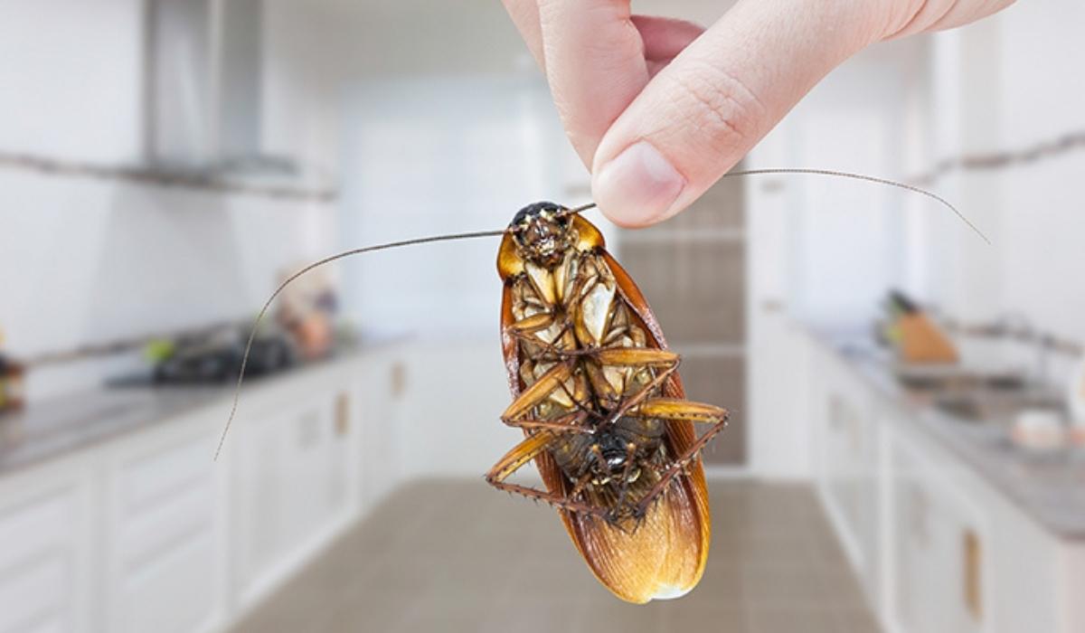 Spiritual Meaning of Cockroach Crawling on You Spiritualify