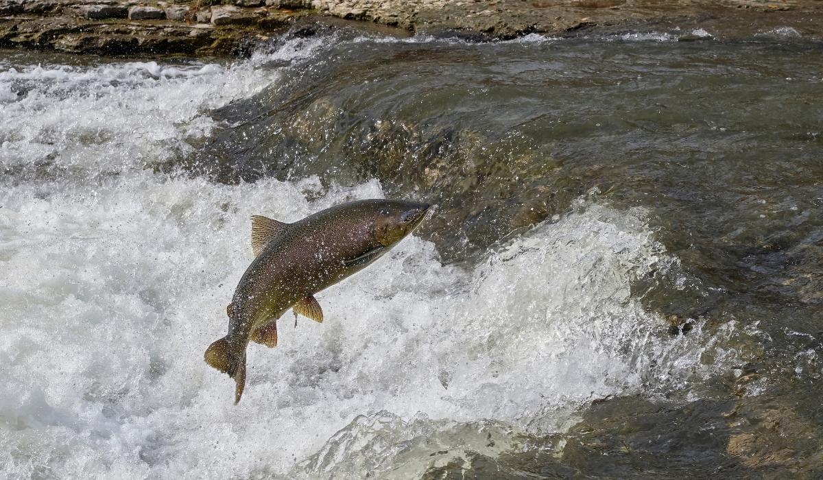 spiritual-meaning-of-fish-jumping-out-of-water-a-divine-sign