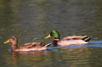 Spiritual Meaning of Seeing 2 Ducks – Pay Attention to This Sign