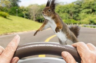 The Spiritual Meaning of Running Over a Squirrel