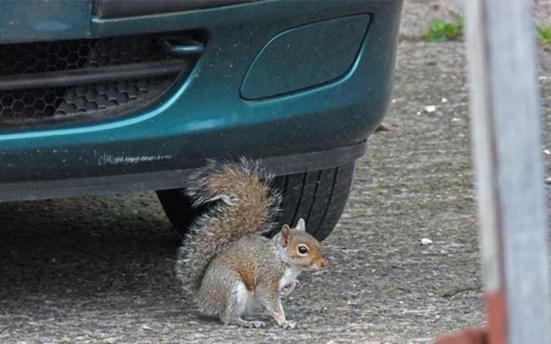What Does it Mean When a Squirrel Runs in Front of Your Car