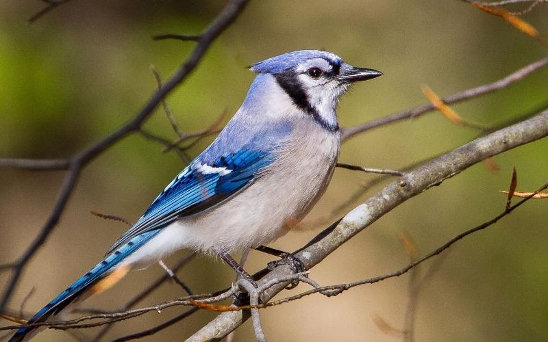 Bluejay