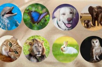 Choose Your Favorite Animal to Find Out Your Greatest Hidden Spiritual Gift
