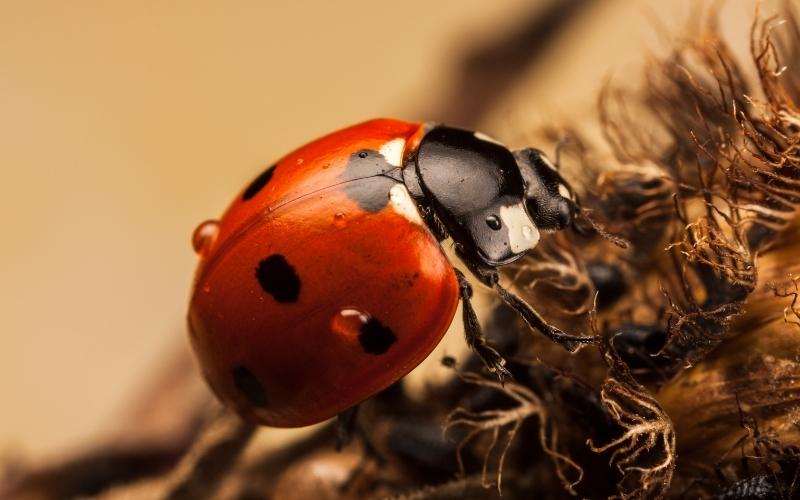 Ladybug