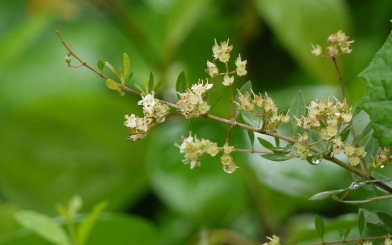 Lawsonia inermis