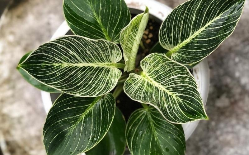 Philodendron