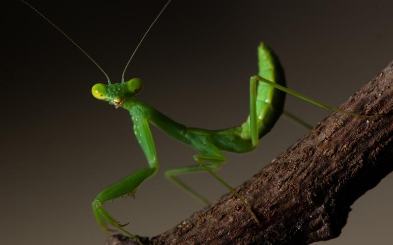 Praying mantis