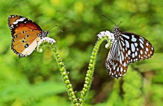 Spiritual Meaning of 2 Butterflies Flying Together