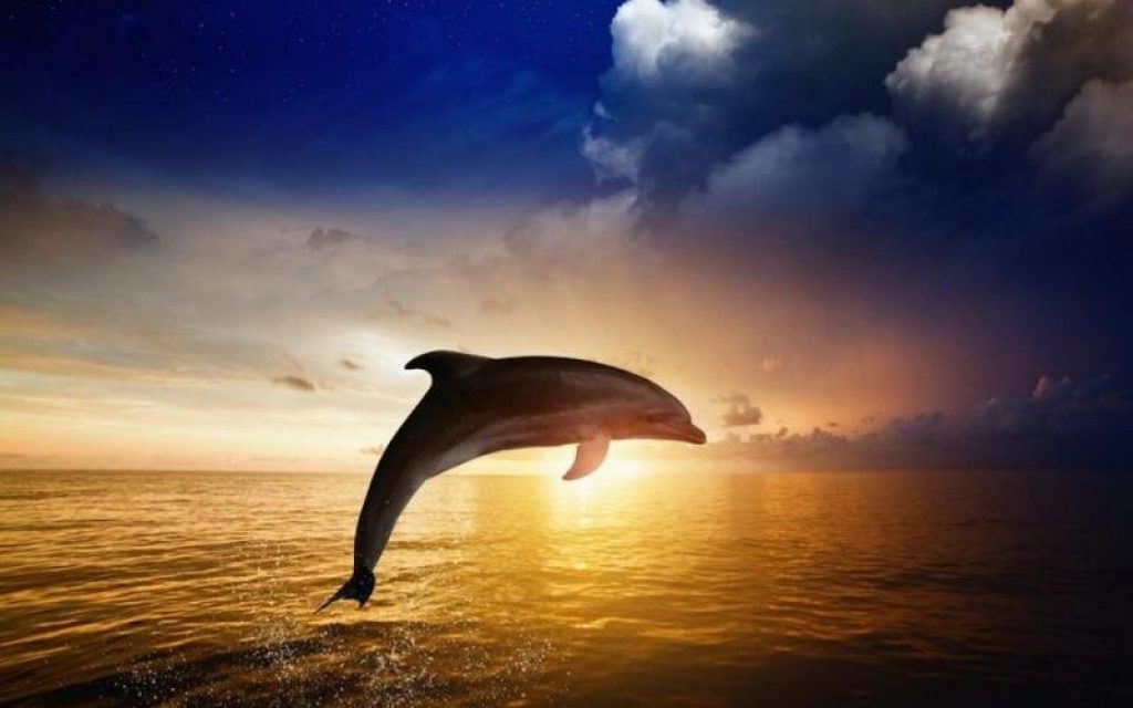 The Dolphin - The Gift of Prophecy
