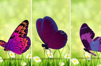 Receive a Spiritual Message By Choosing Your Favorite Butterfly