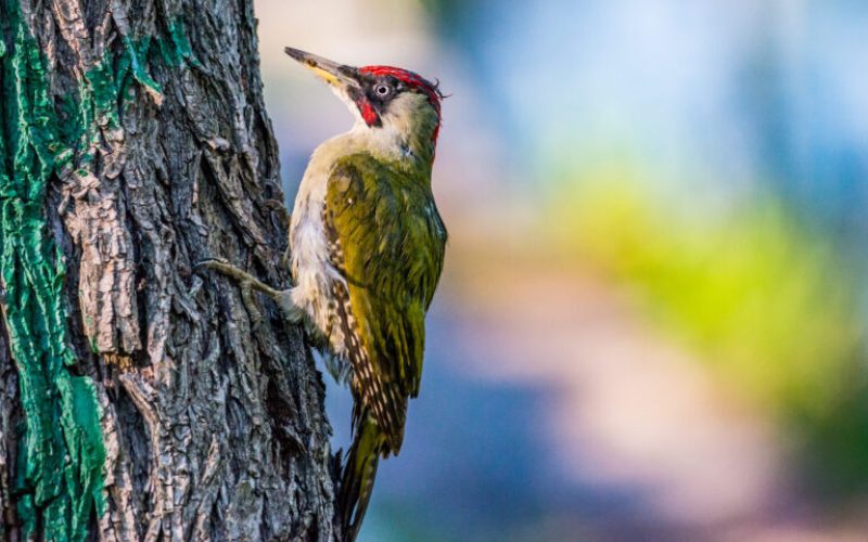 Woodpecker