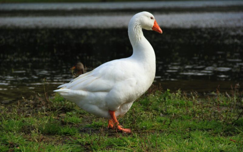 Goose