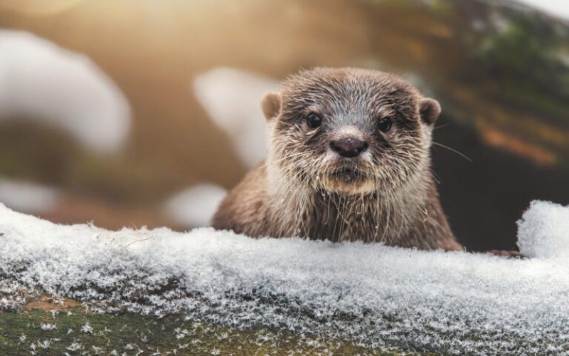 Otter