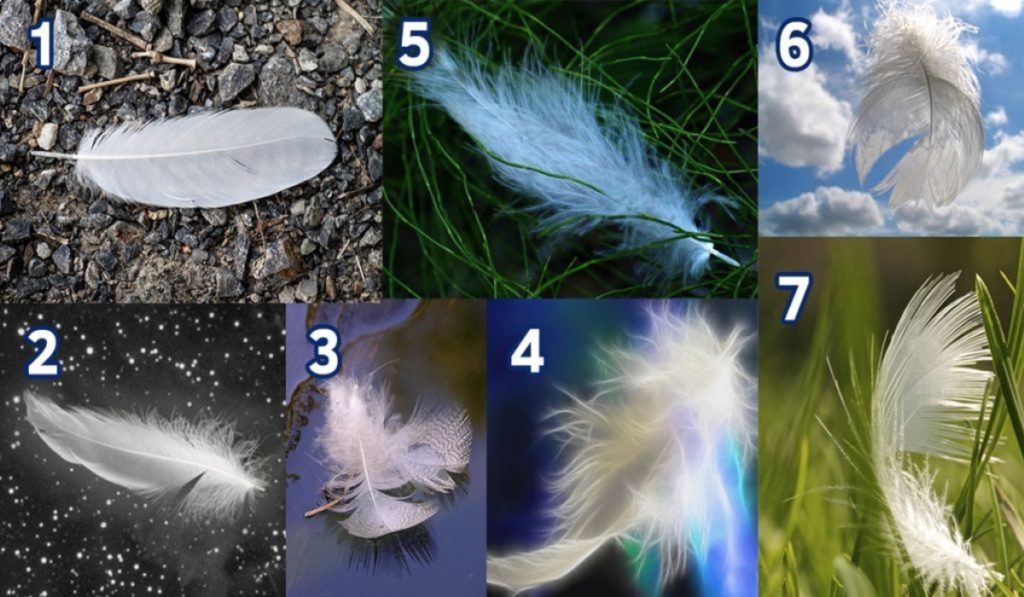 Choose a Feather and Discover the Message of Your Angels