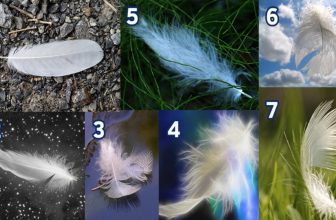 Choose a Feather and Discover the Message of Your Angels