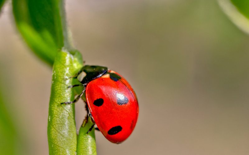 6. Ladybugs keep visiting your house