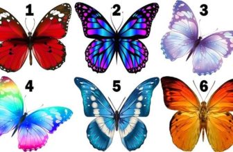 Learn More About Your Character by Choosing the Butterfly You Like Best