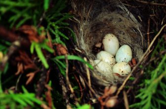 Spiritual Meaning of Finding a Bird Egg Start New Projects