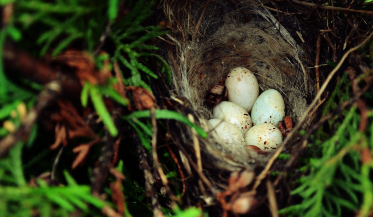 spiritual-meaning-of-finding-a-bird-egg-start-new-projects