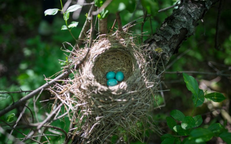 Spiritual Meaning of Finding a Bird Egg