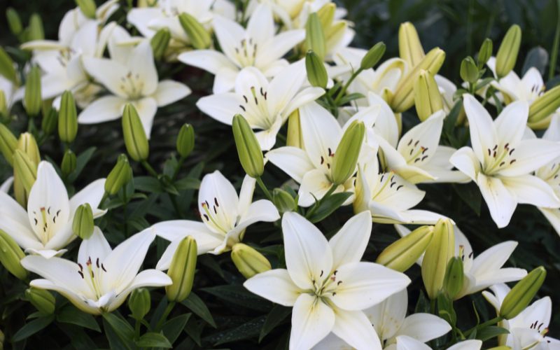 White lily