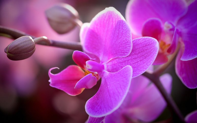 Orchid