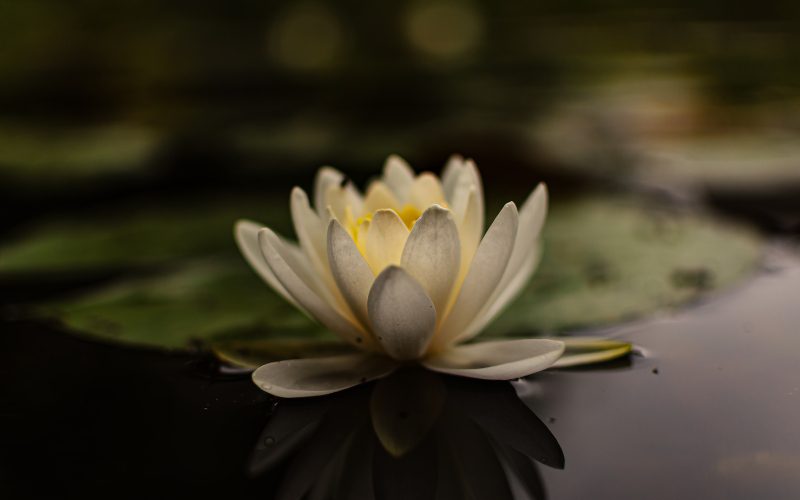 Lotus flower