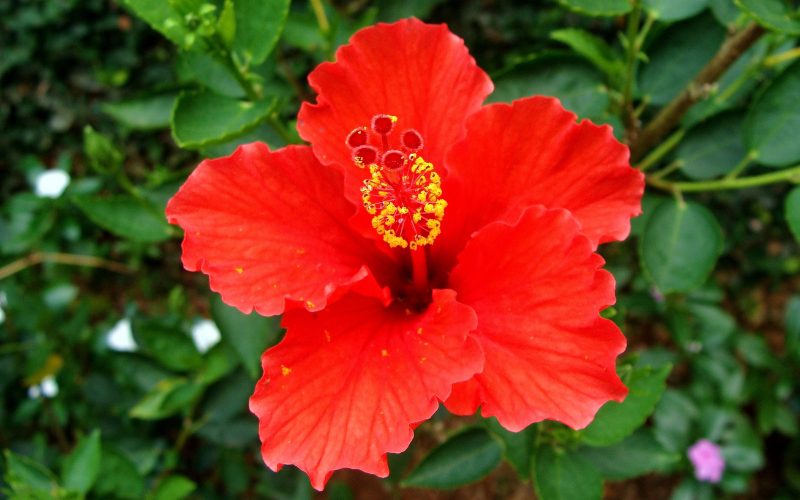 Hibiscus