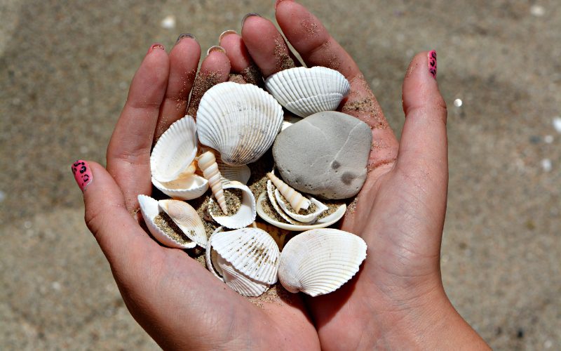 3. You collect shells
