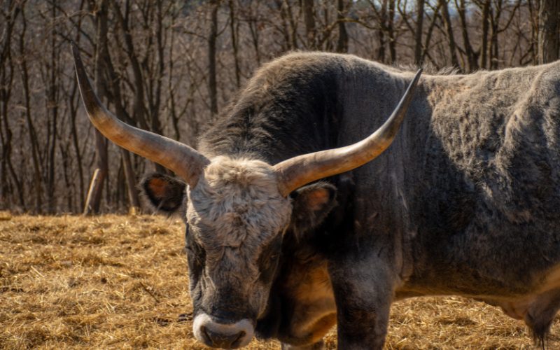 Totem of the Ox