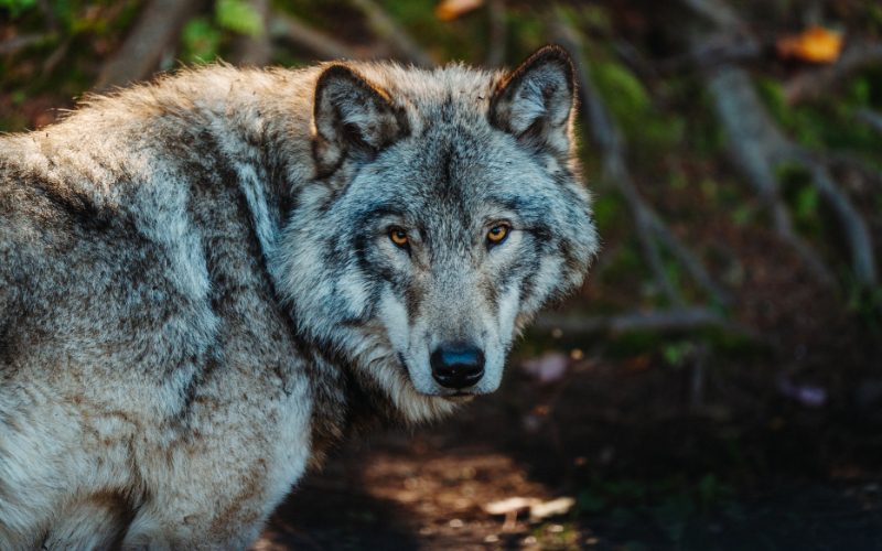 Totem of the Wolf