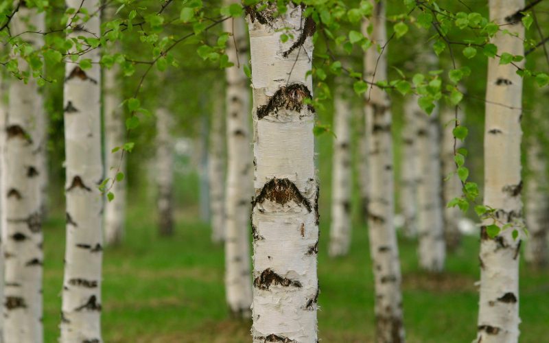 Birch: Inspiration (July 24)