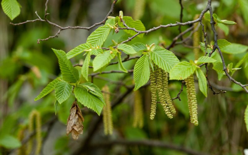 Hornbeam: Good taste (June 4-13 and December 2-11)