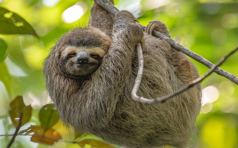 Taurus - Sloth
