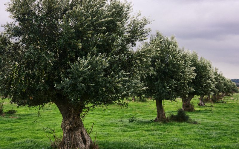 Olive tree: Wisdom (November 23)