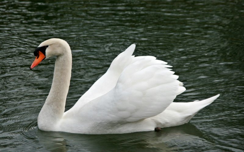 Libra - Swan
