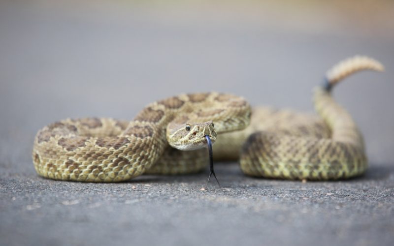 Scorpio - Rattlesnake
