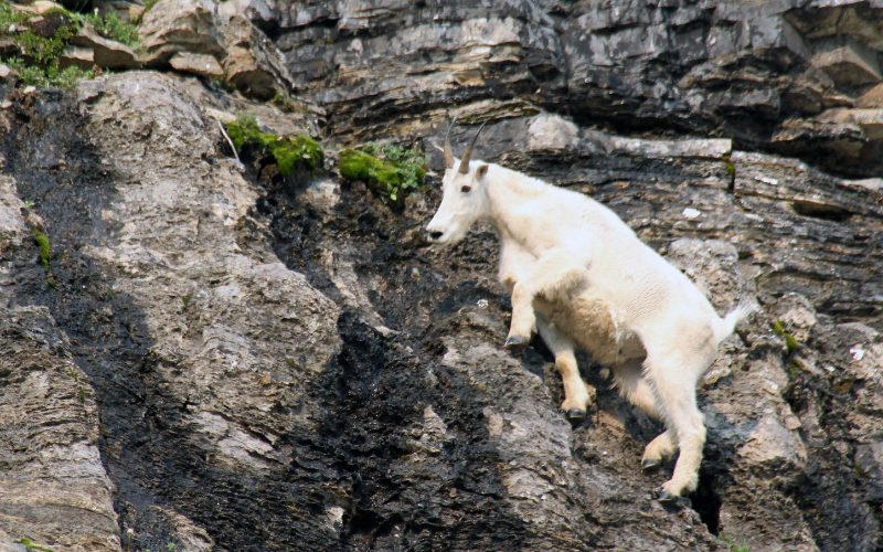 Capricorn - Mountain goat