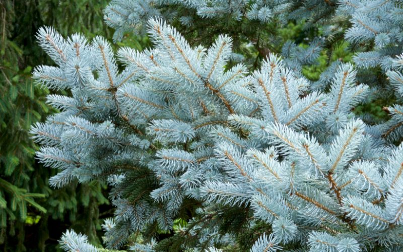 Silver fir: Mystery (January 2-11 and July 5-14)