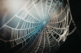 Spiritual Meaning Of Walking Through A Spider Web - Step Out