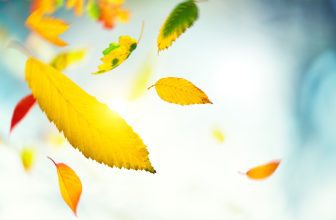 Spiritual Meaning Of Leaves Spinning In Circles - Divine Timing