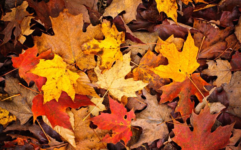 Spiritual Meaning Of Falling Leaves
