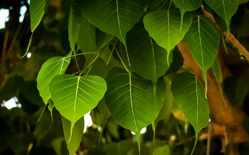 What Do Leaves Represent Spiritually
