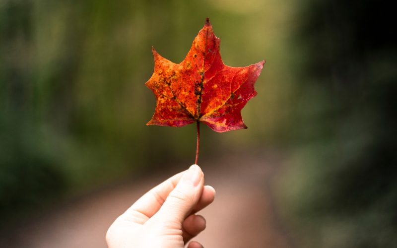 What Does It Mean When A Leaf Falls On You