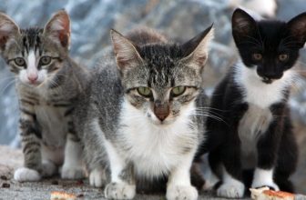 Spiritual Meaning Of Seeing 3 Cats - Take Action