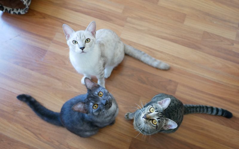Spiritual Meaning Of Seeing 3 Cats