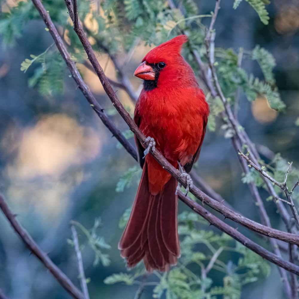 Cardinals Messengers from the Beyond