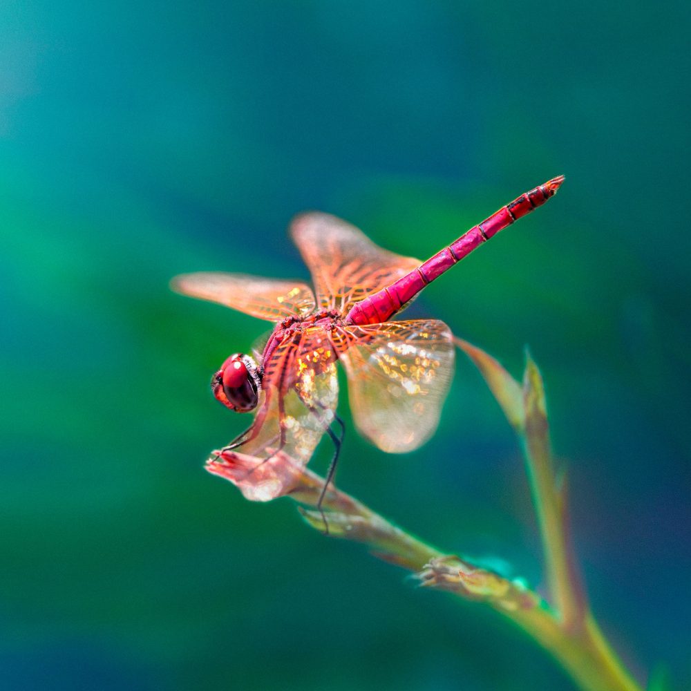 Dragonflies Signs of Guidance and Assurance