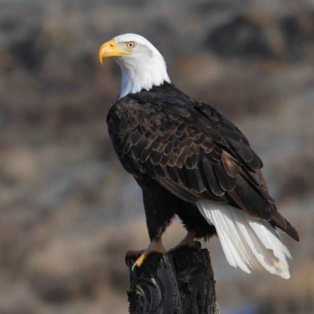 Eagles A Soaring Symbol of Ascension